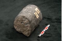 Foto (Seitenansicht) von Calamites communis Ettingshausen (NHMW-GEO-2024-0188-10959)